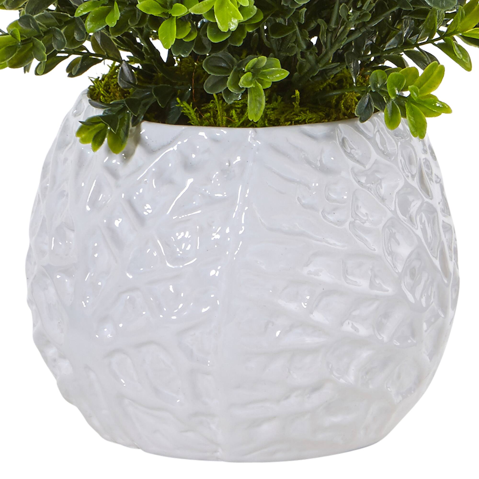 17" Boxwood in White Vase